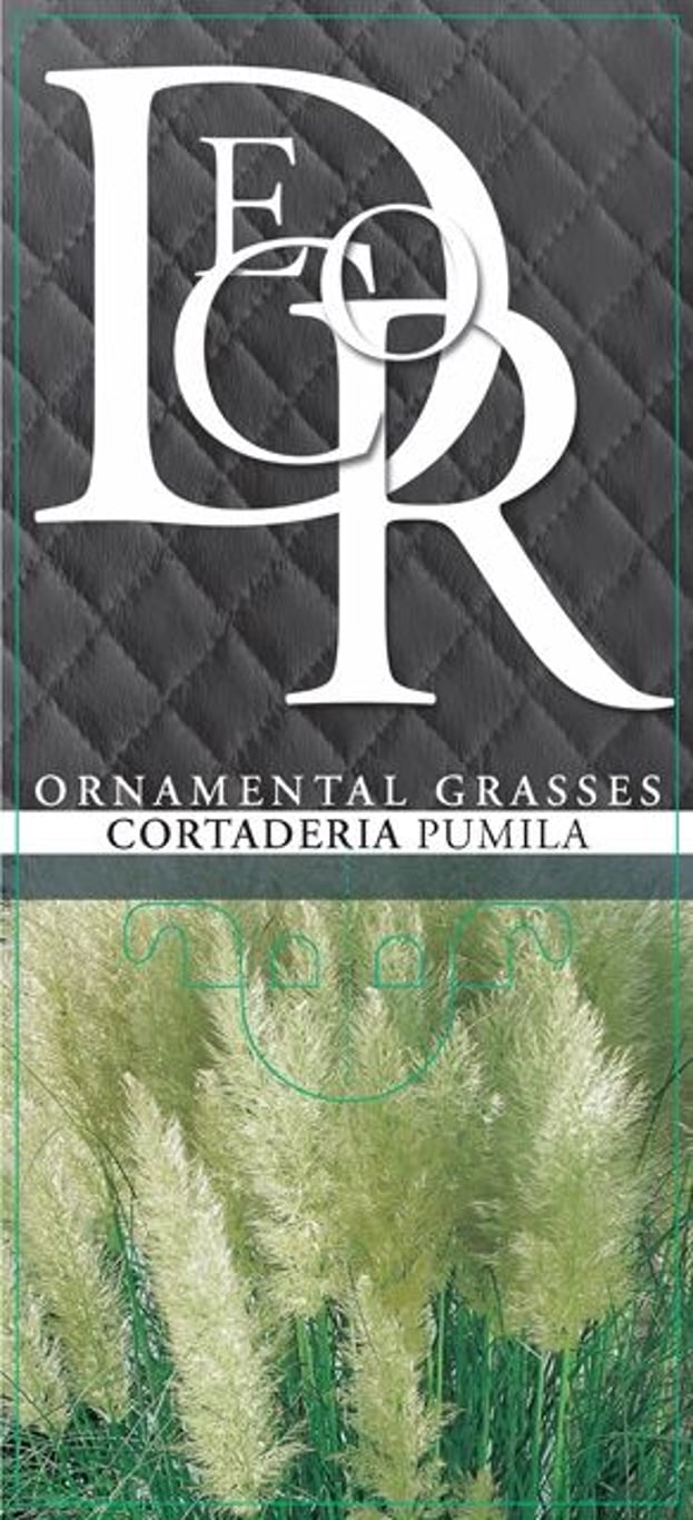 Cortaderia s. 'Pumila' - C1